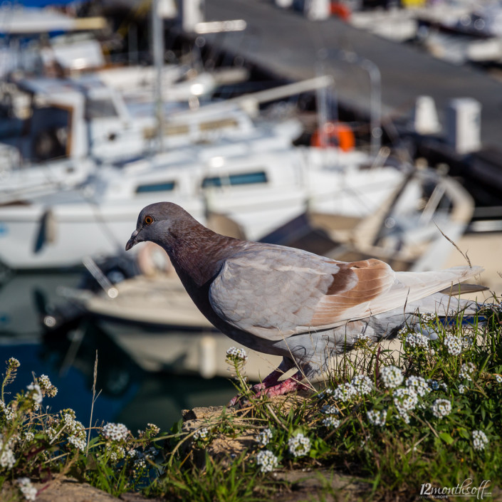 Eine Taube …