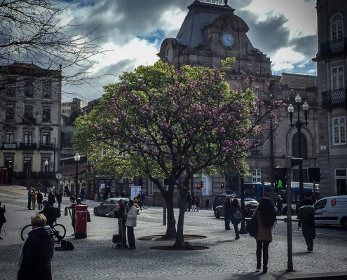 Blühende Bäume in Porto