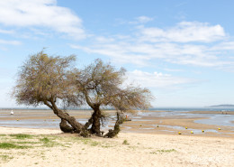 Cap Ferret, Bassin d'Arcachon