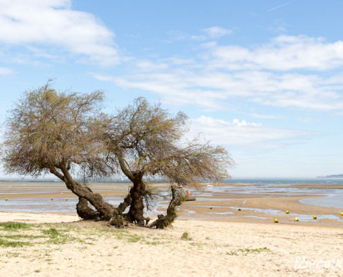 Cap Ferret, Bassin d'Arcachon