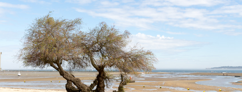 Cap Ferret, Bassin d'Arcachon