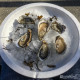 Austern, Bassin d'Arcachon