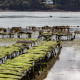 Golfe du Morbihan, Frankreich