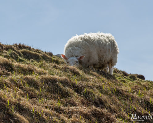 Sheep's Head Drive, Irland