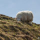 Sheep's Head Drive, Irland