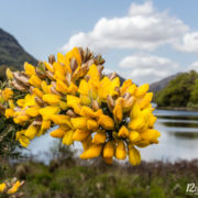 Killarney, Irland